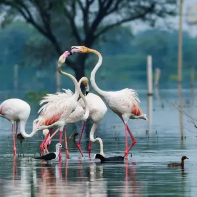 Bharatpur