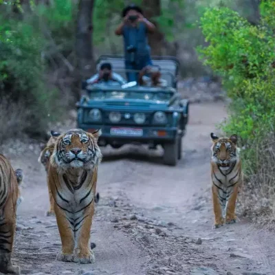 Jim Corbett National Park