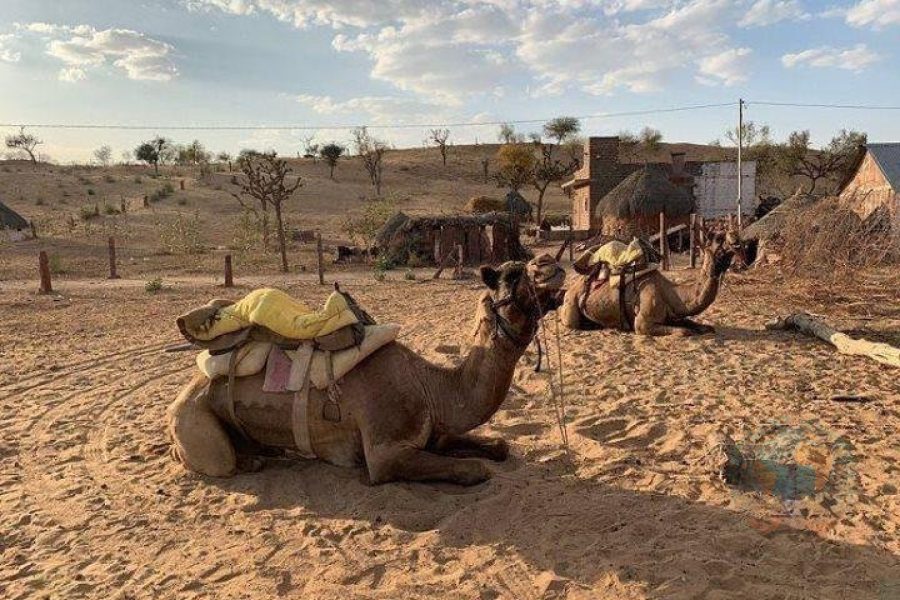 Desert Camel Safari Day Tour In Jodhpur